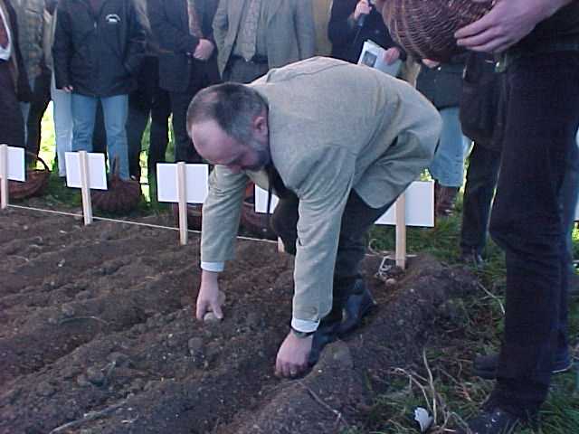 Der Minister für landwirtschaft, Naturschutz und Umwelt Dr. Volker Sklenar legt die Kartoffelsorte Agria